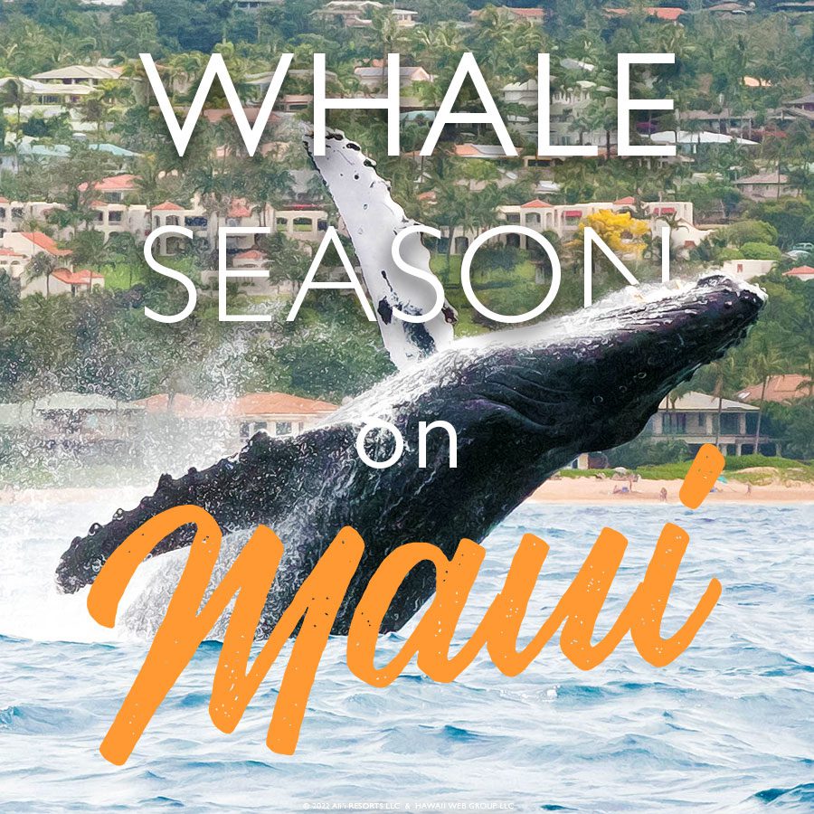 Whale Season on Maui