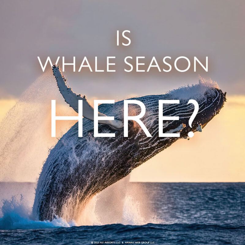 Maui Whale Watching Season | Hawaii Vacations