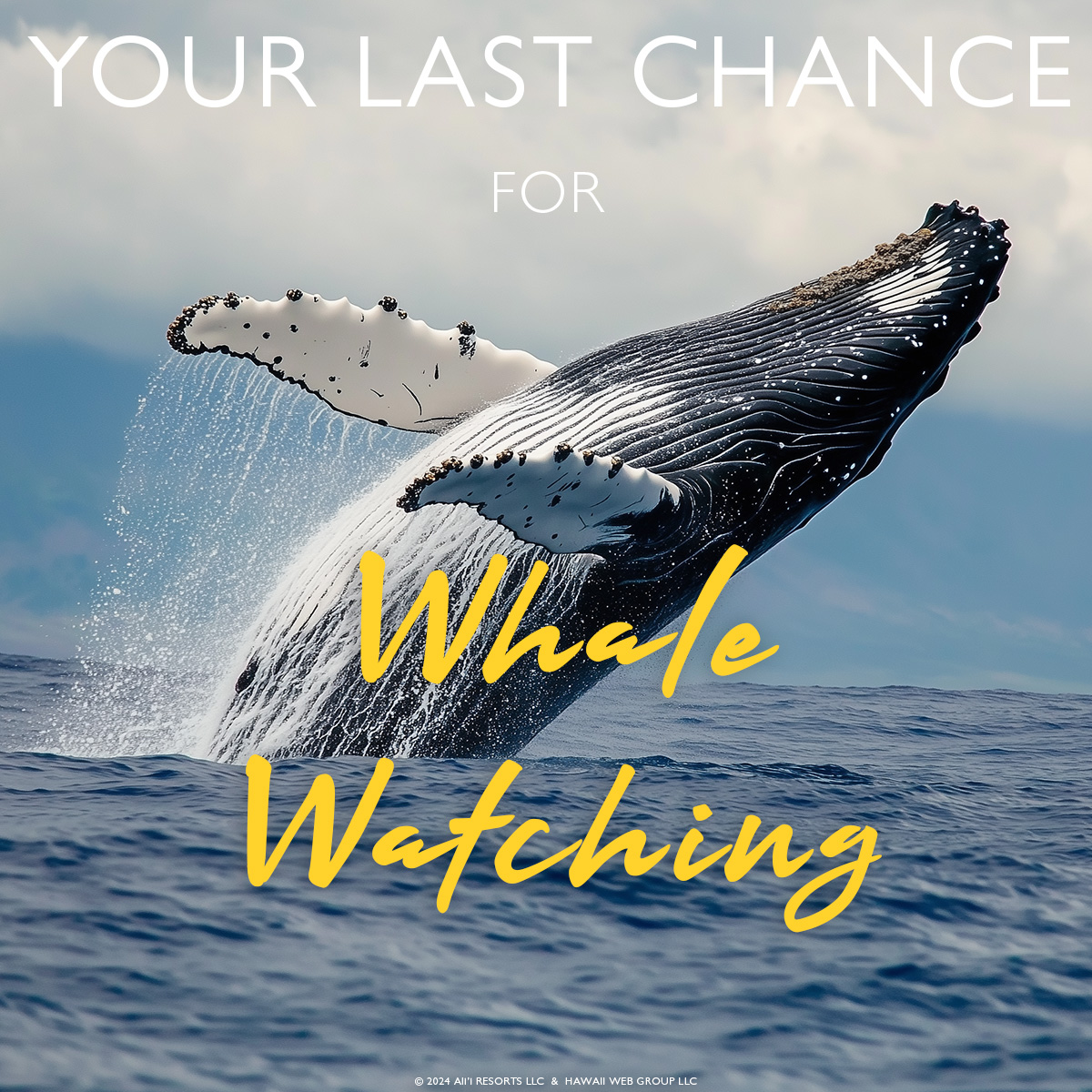 last chance whales