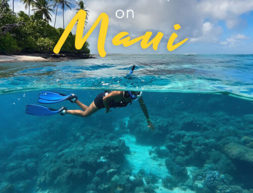 Easy Snorkeling Hot Spots on Maui