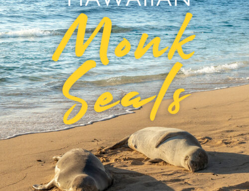 Did you know Hawaiian Monk Seals are a Living Fossil?