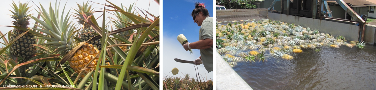 Maui pineapple tours