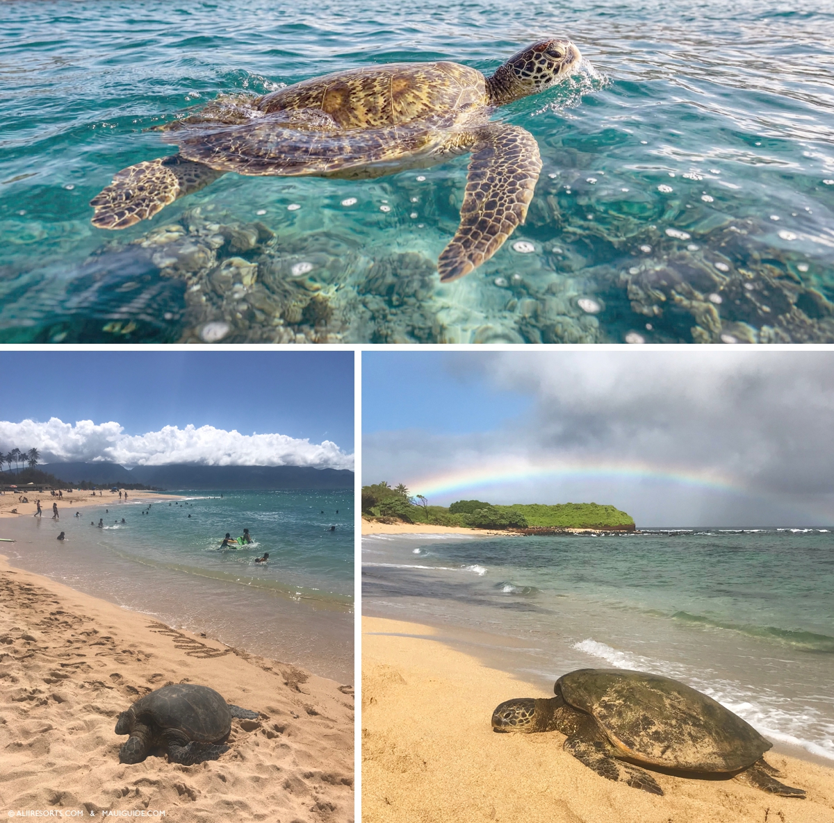 sea turtle shoreline