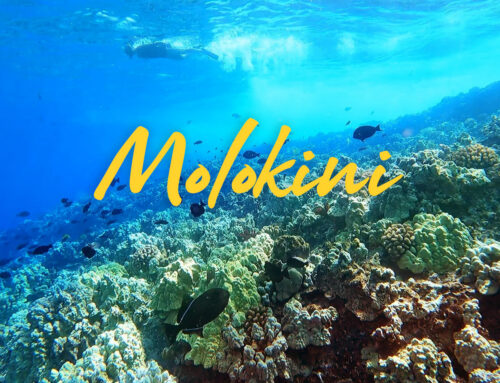 If You Only Go Snorkeling Once In Your Life…It Has to Be Molokini Crater