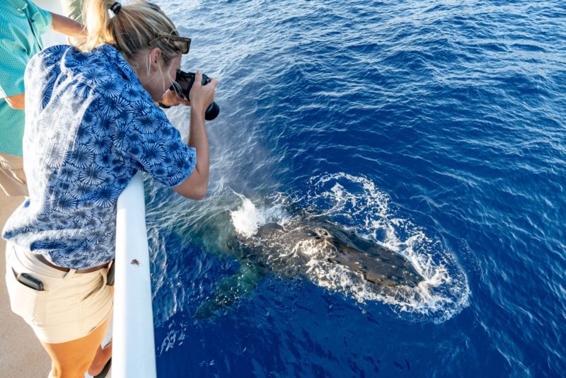 whale-season-maui