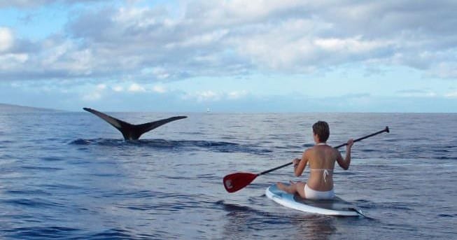 aliiresorts-book-paddleboard-private-whale-watch