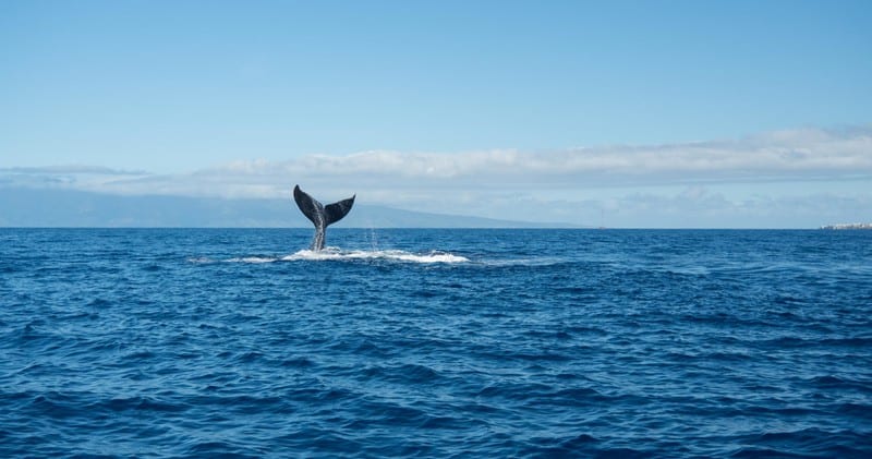 aliiresorts-book-sail-whales-Maalaea