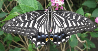 aliiresorts-book-butterfly-farm-tour