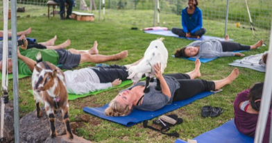 aliiresorts-book-maui-goat-yoga