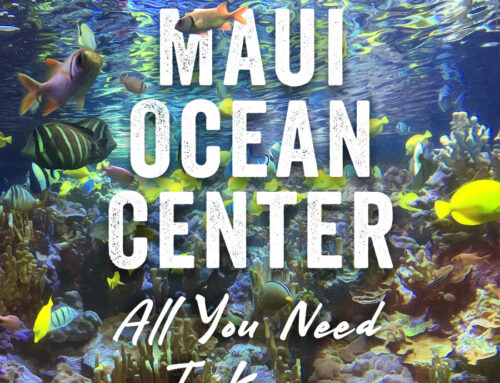Maui Ocean Center: All You Need To Know In 2023