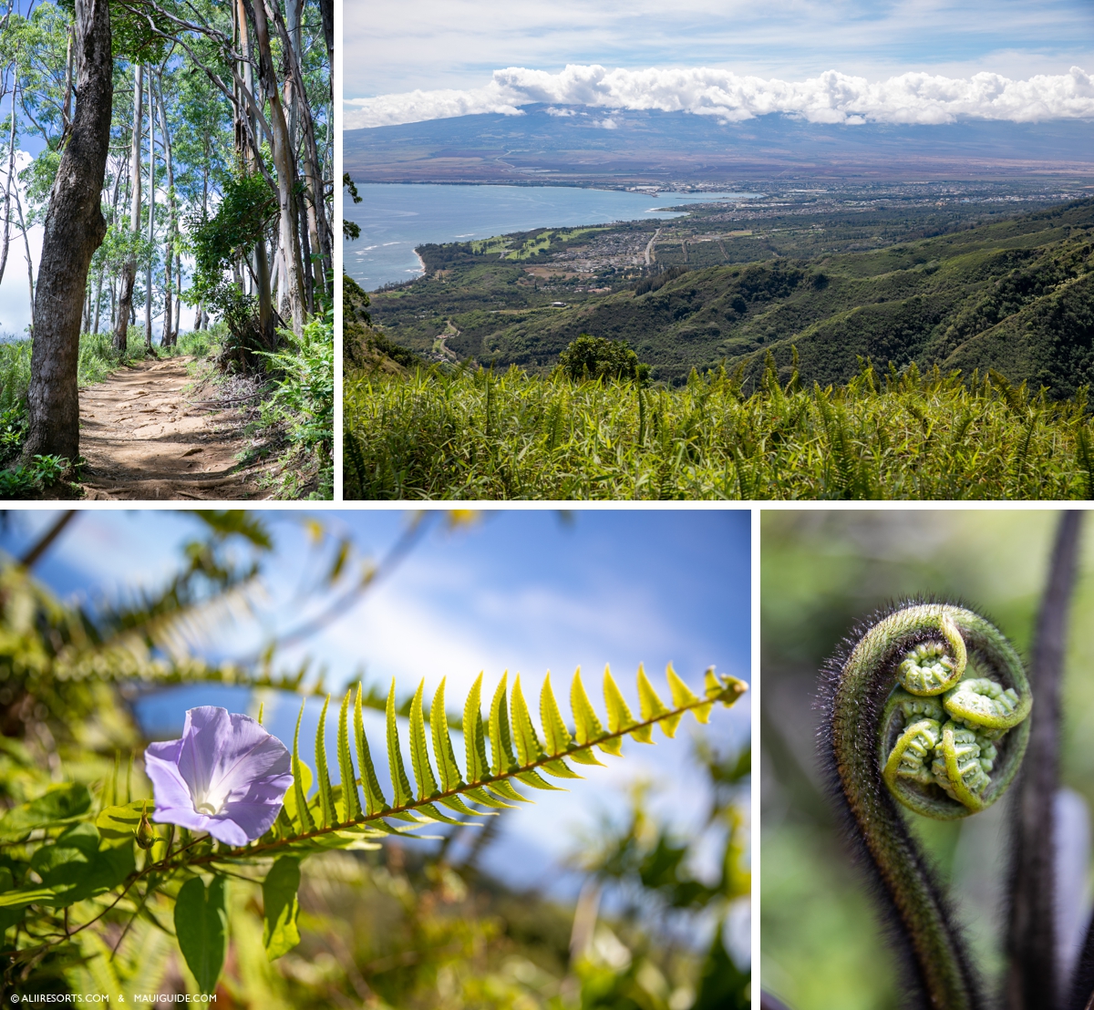 Waihee Ridge