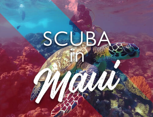 Scuba Diving in Maui: A Comprehensive Guide