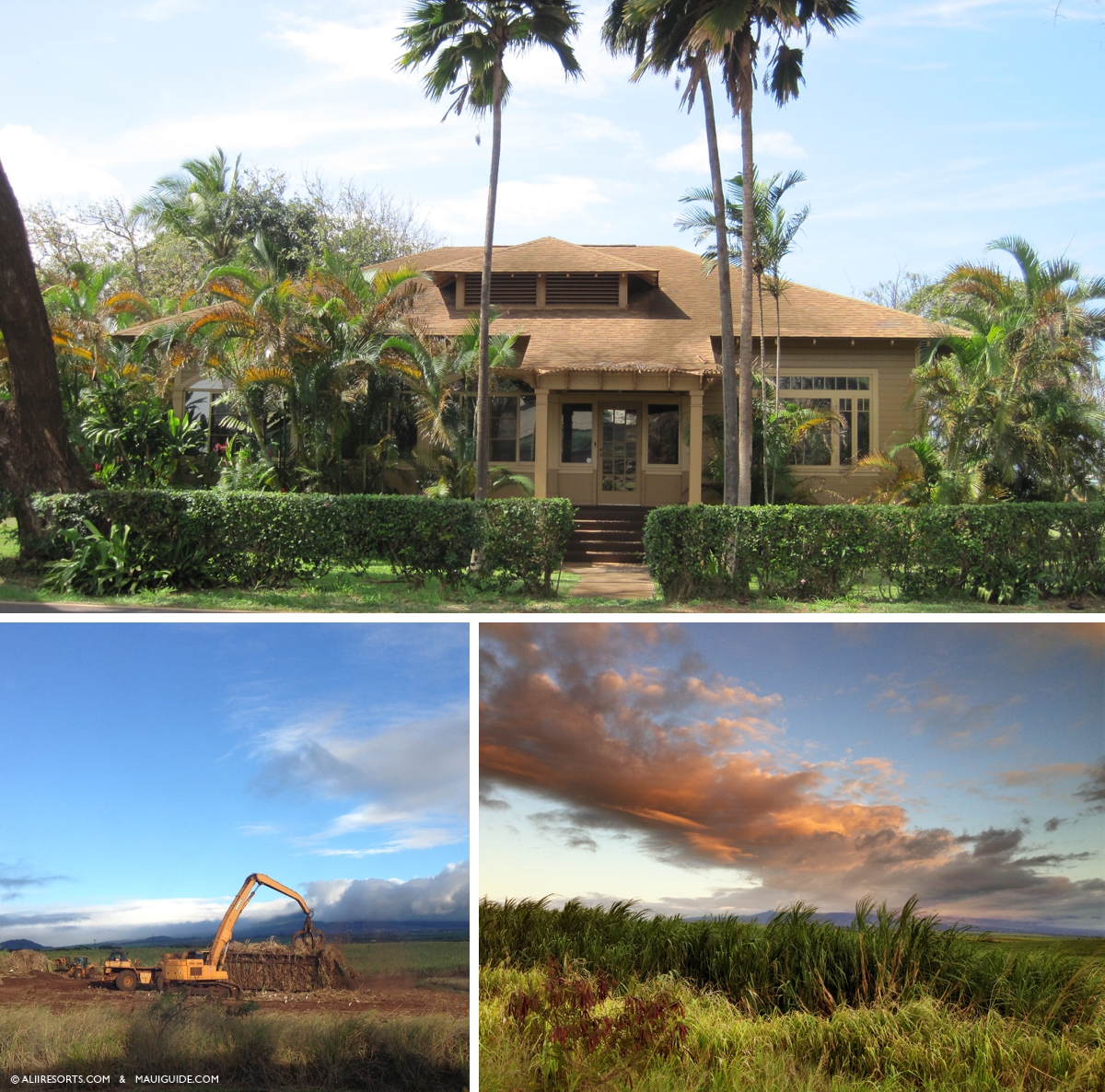 Sugarcane Maui Hawaii