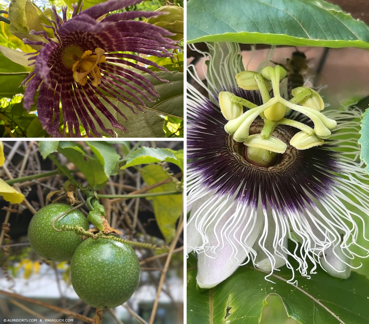lilikoi