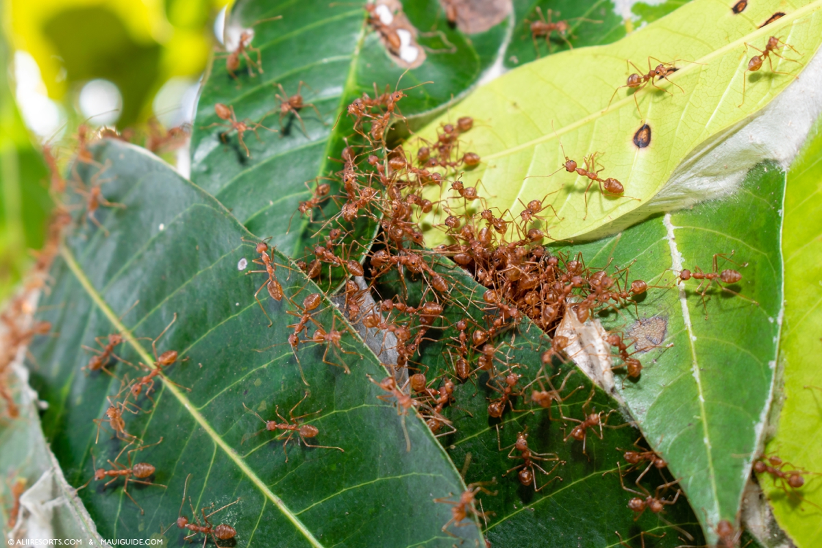 little fire ants Maui