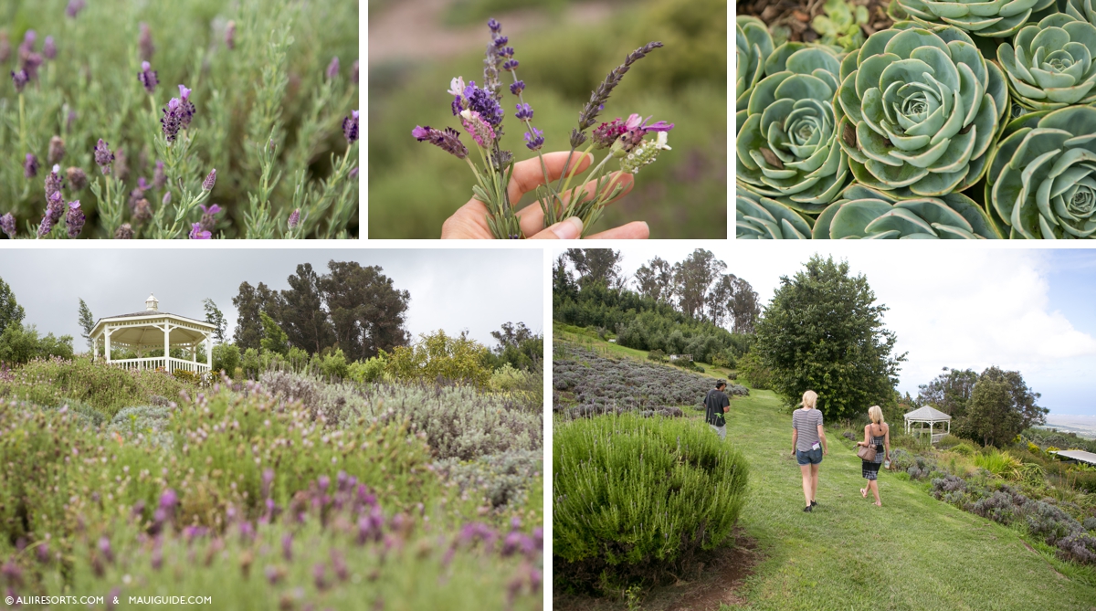 Alii Kula Lavender